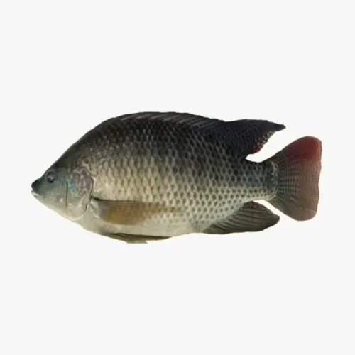 Black Tilapia Black Tilapia