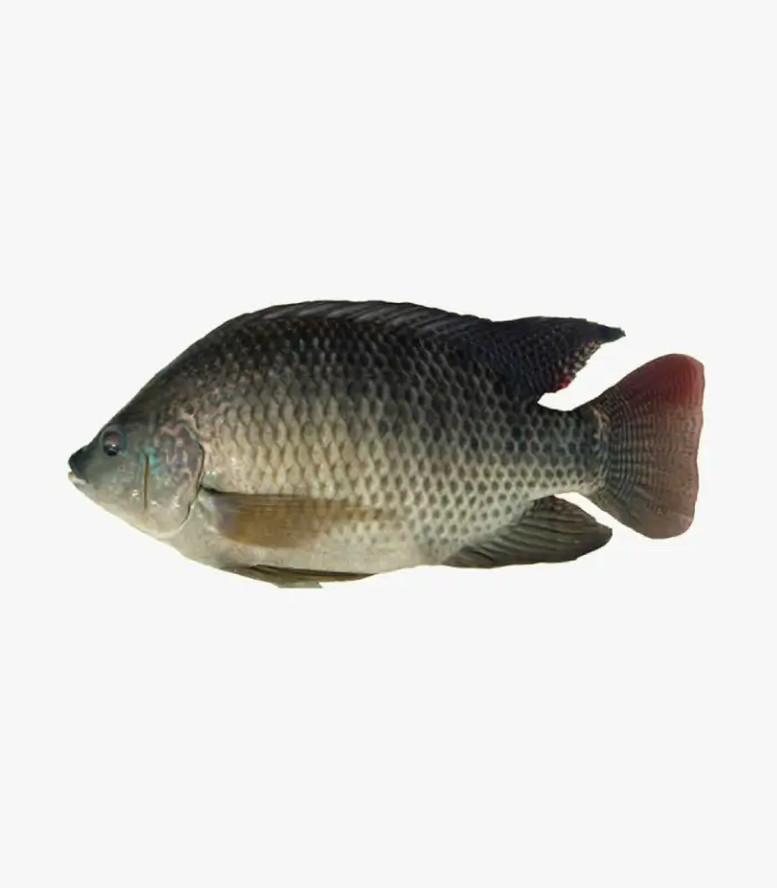 Black Tilapia