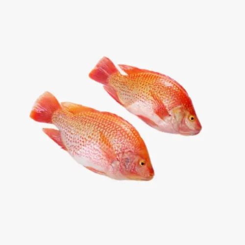 Red Tilapia