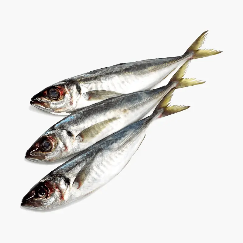 Horse Mackerel