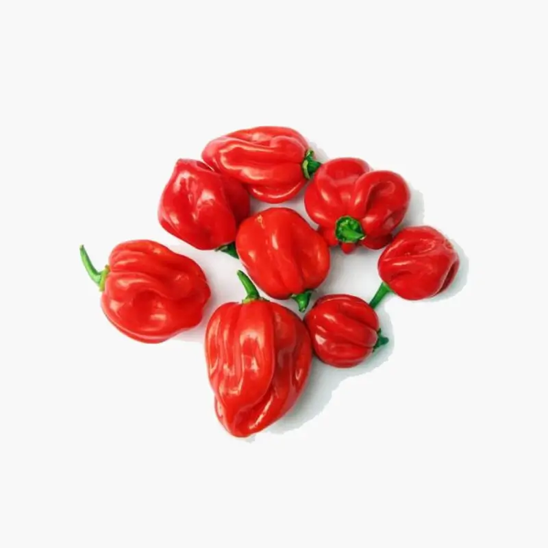 Authentic African Food Red Pili-Pili Hot Fresh Habanero Pepper